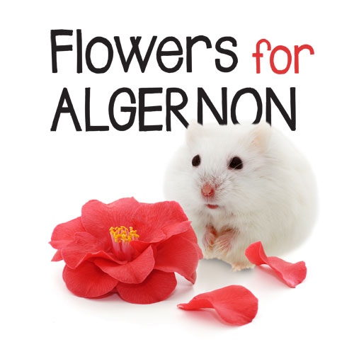 For algernon flowers Flowers for